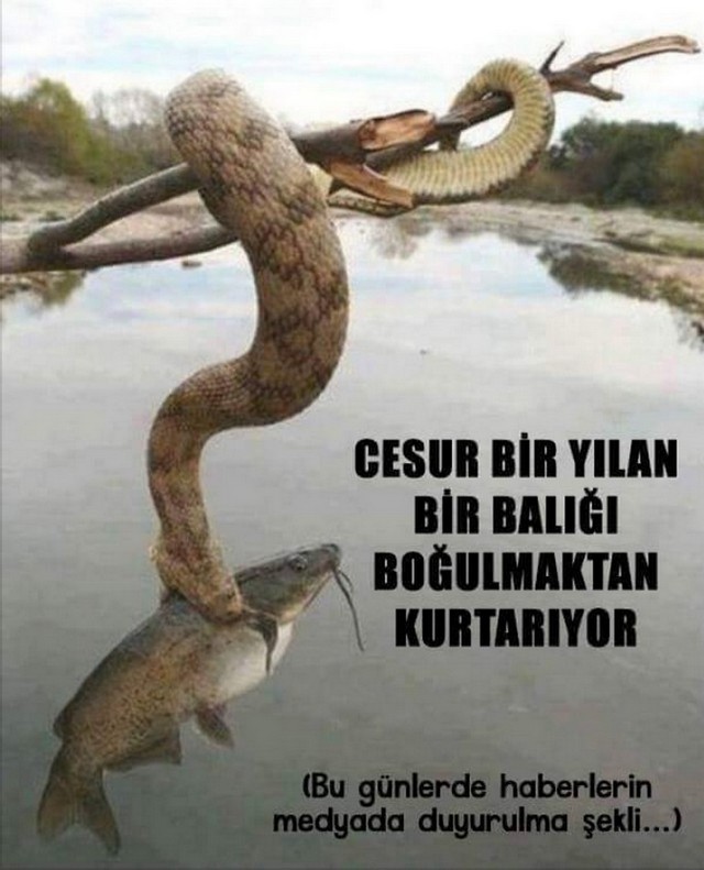 Karikatur016015